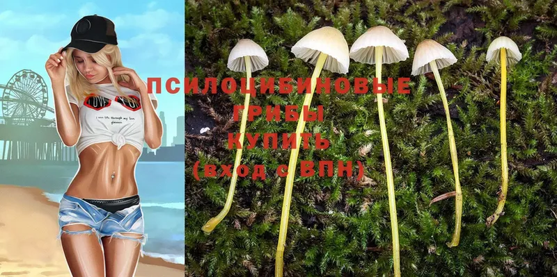 Псилоцибиновые грибы Psilocybine cubensis  дарнет шоп  Шелехов 